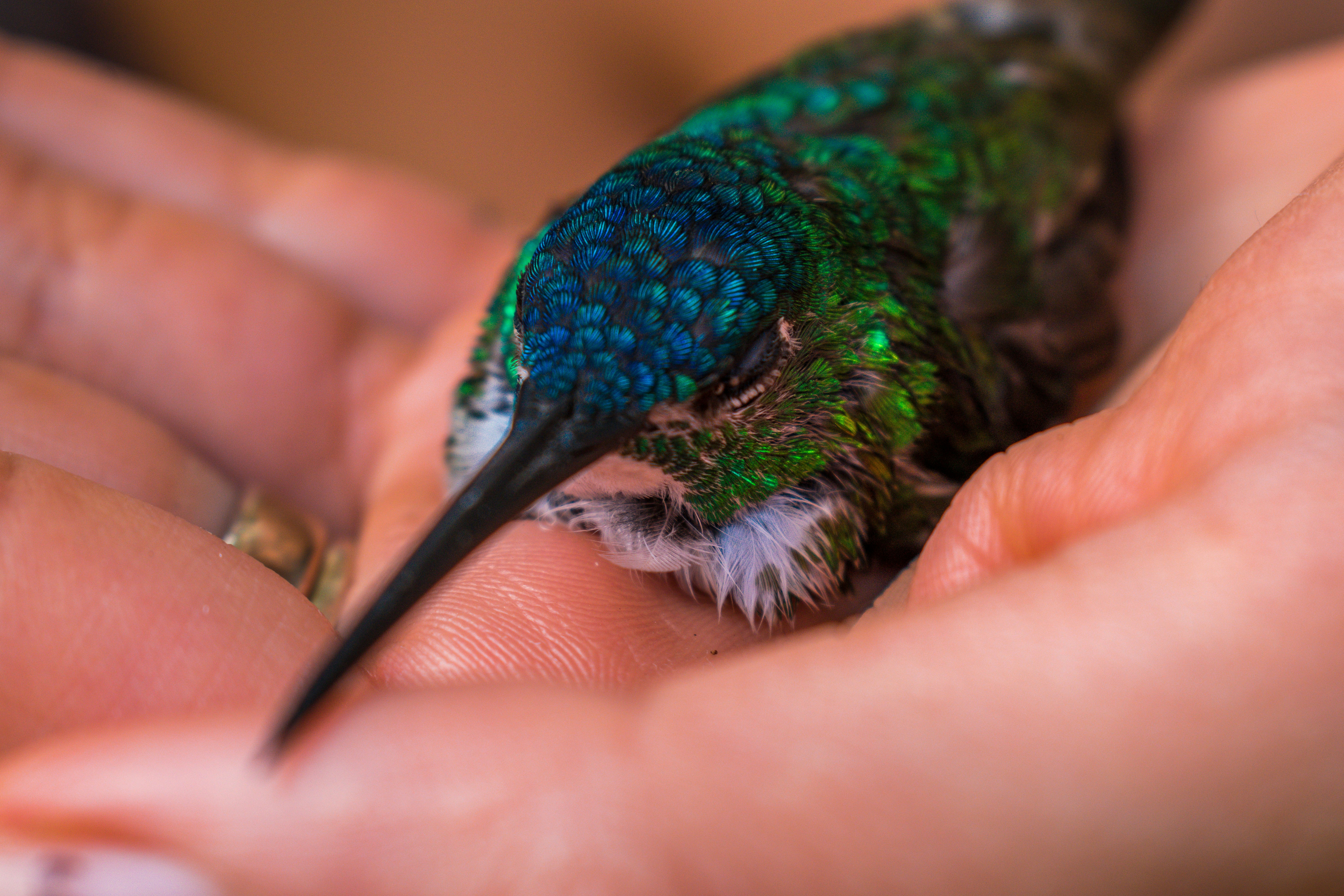 a person holding a small bird in their hands