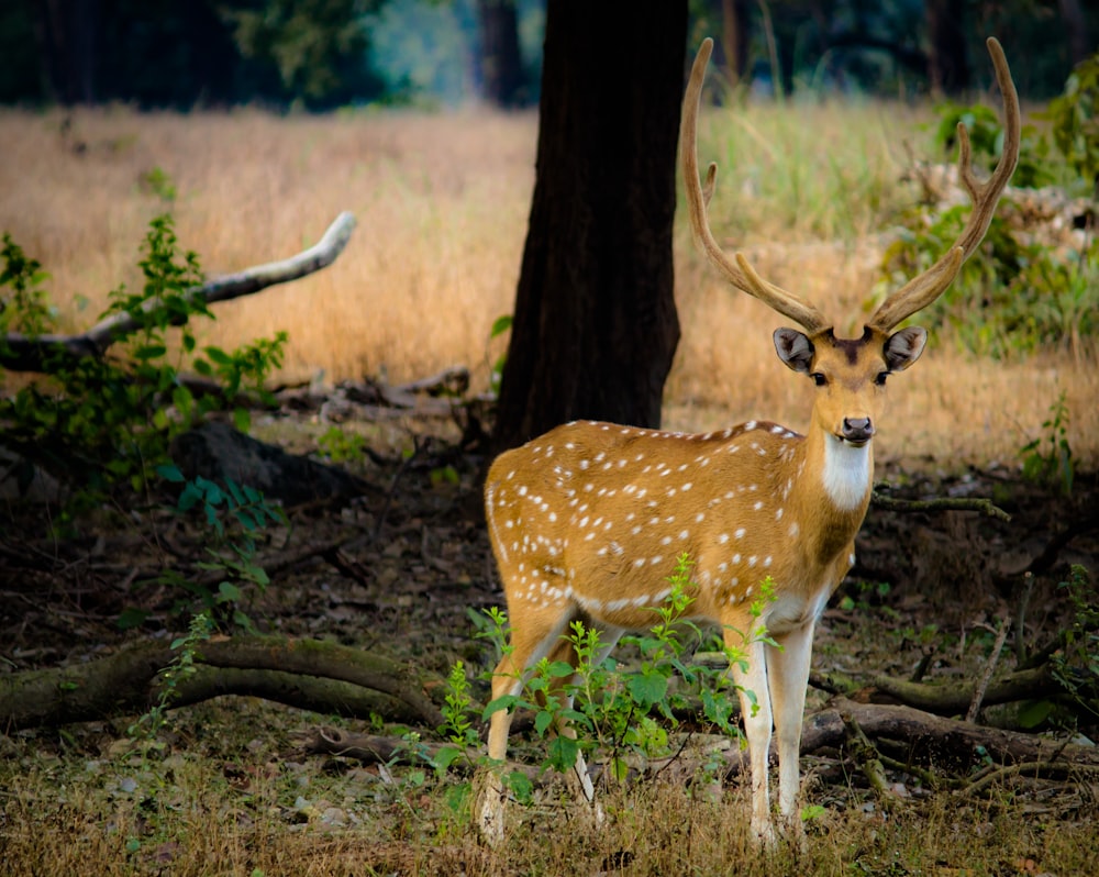 cerf brun et blanc debout sur l’herbe brune pendant la journée