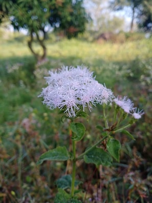 Close-up of a delicate wildflower blooming beside a winding woodland path.