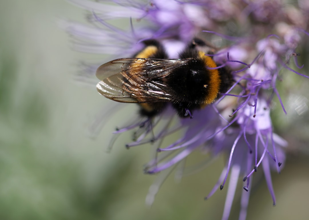 black and yellow bee on purple flower