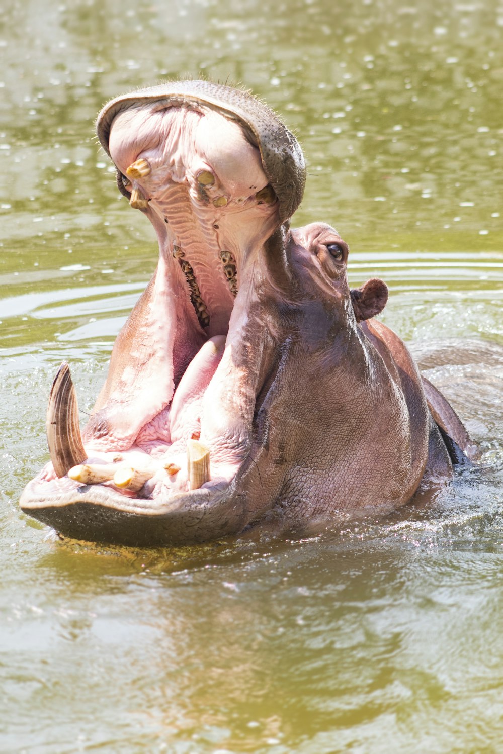 Un hipopótamo en un cuerpo de agua con la boca abierta