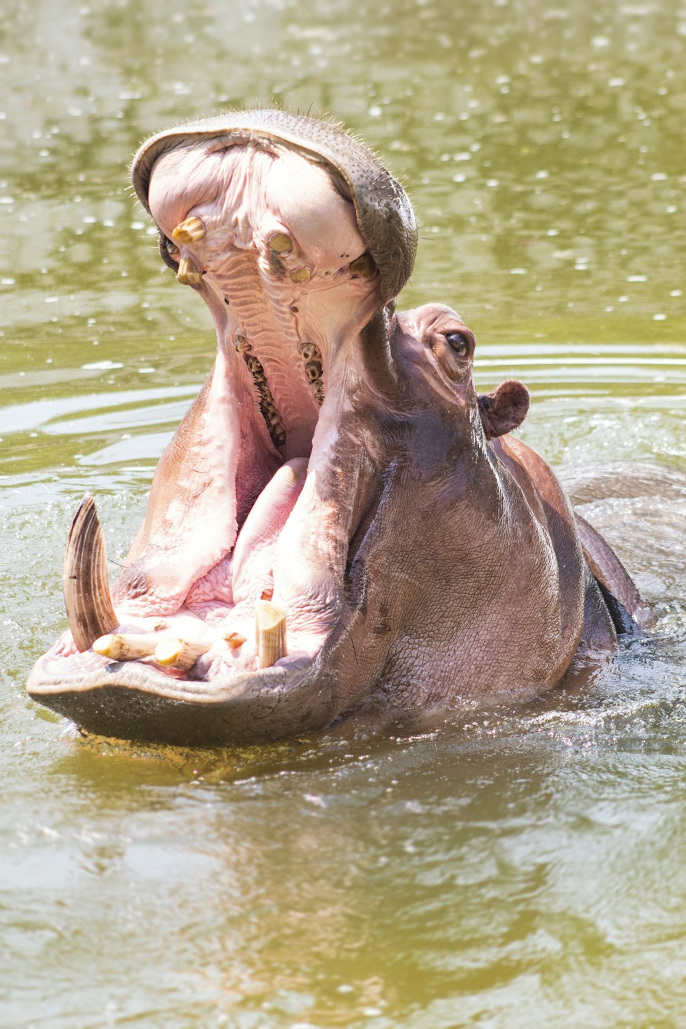 a hippopotamus in a body of water with its mouth open