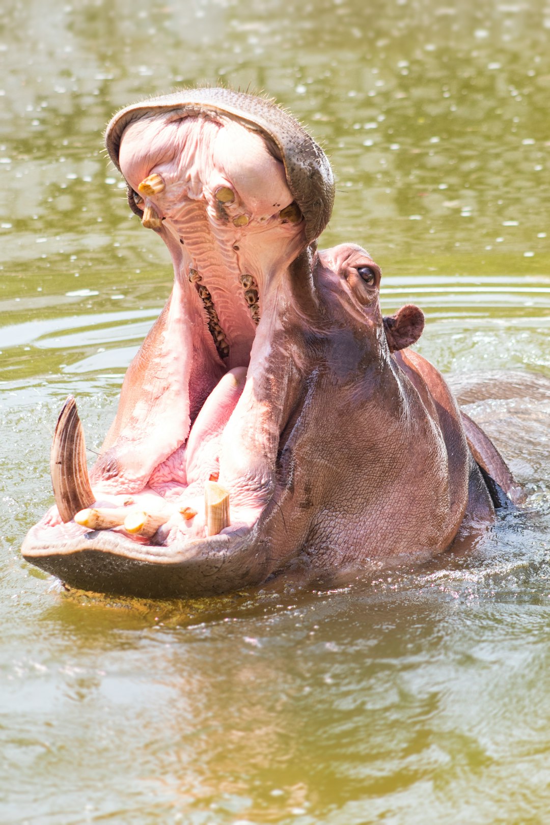   hippopotamus