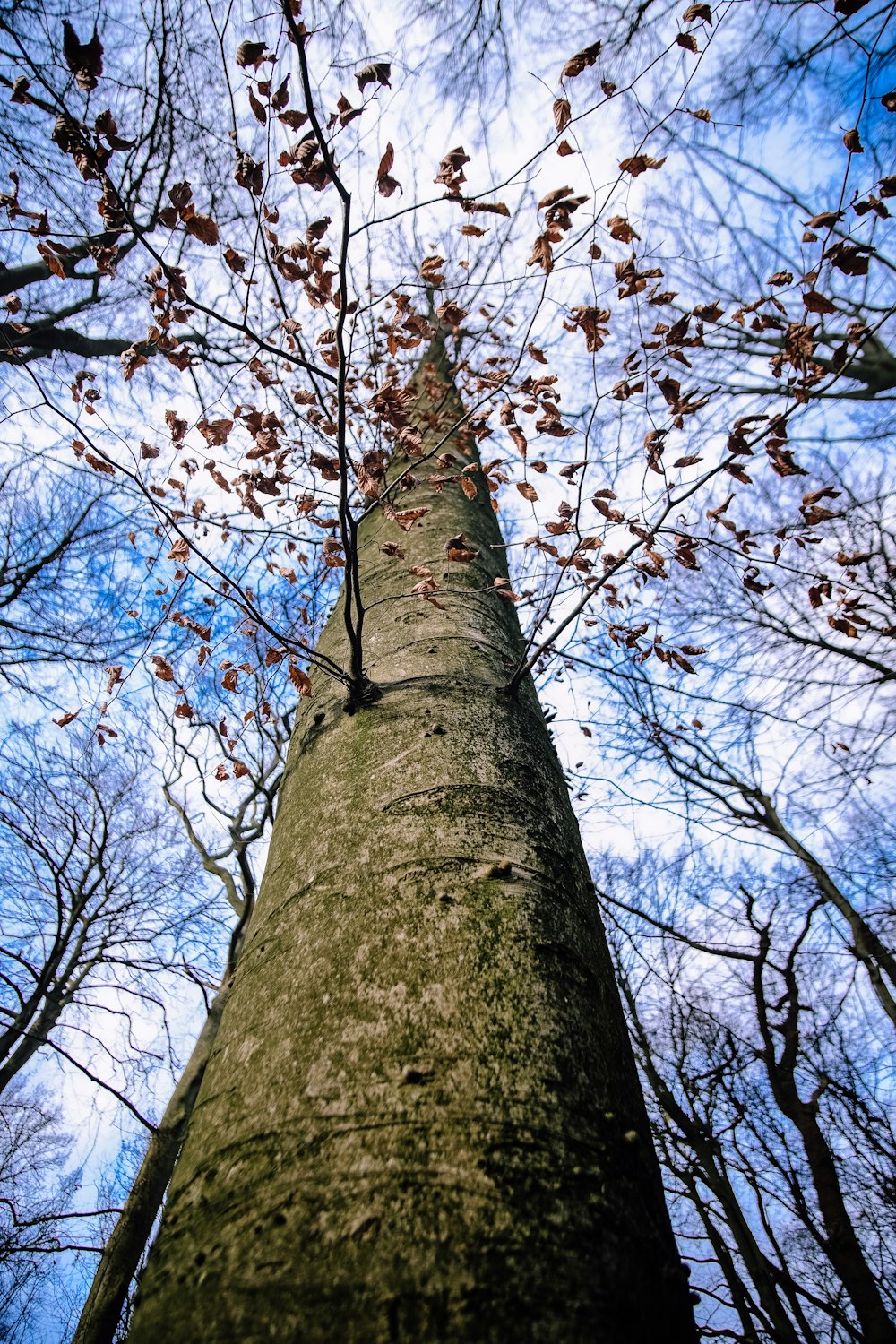 a large tree in a forest