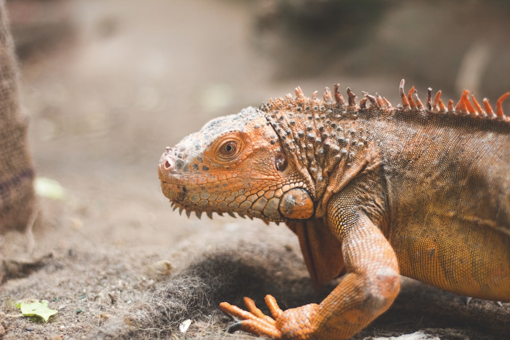 a close up of a lizard on the ground