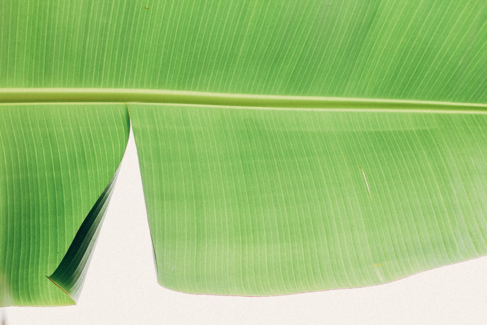 green leaf with white background