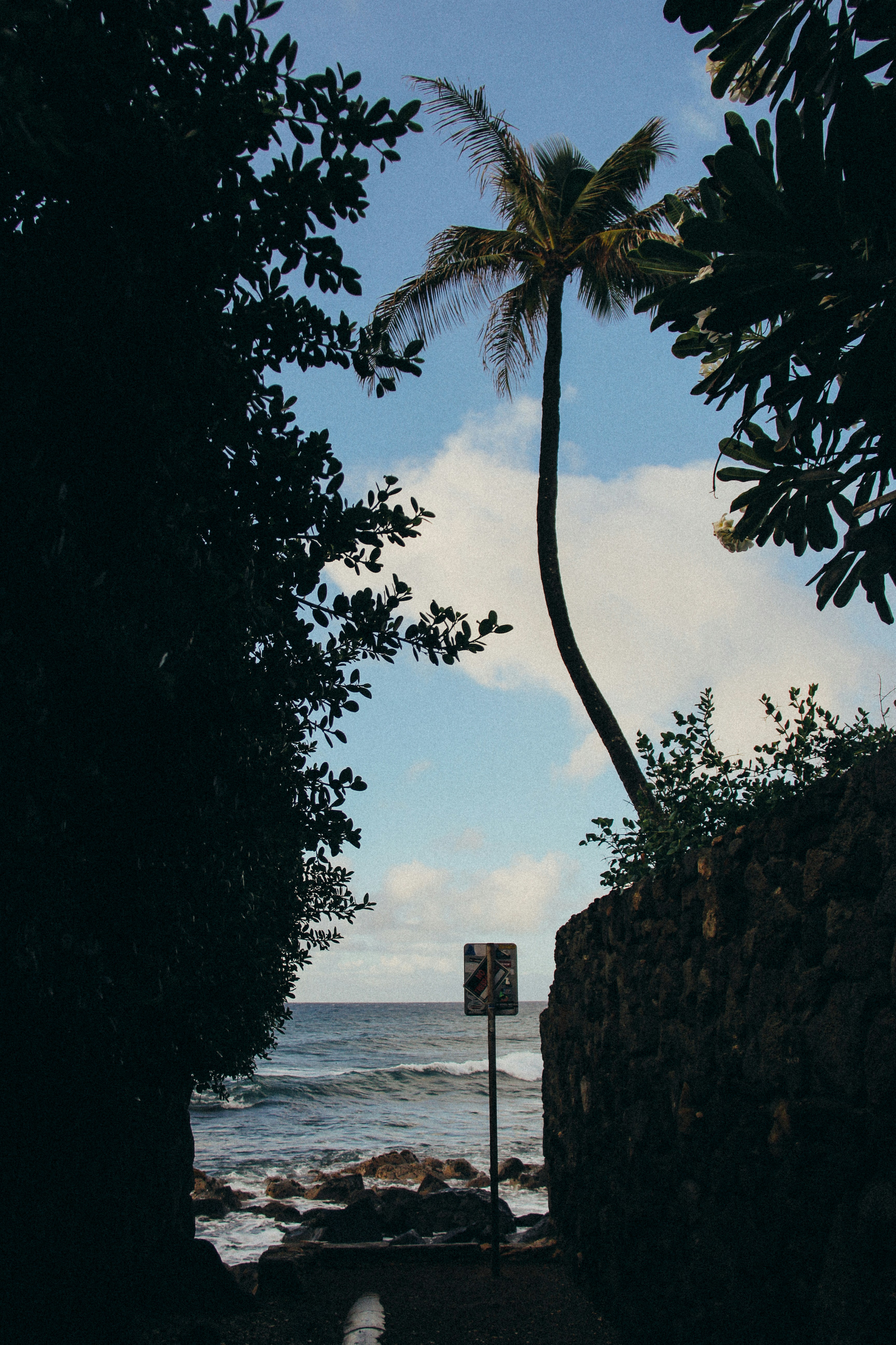 Graustufenfoto von Bäumen in der Nähe von Gewässern