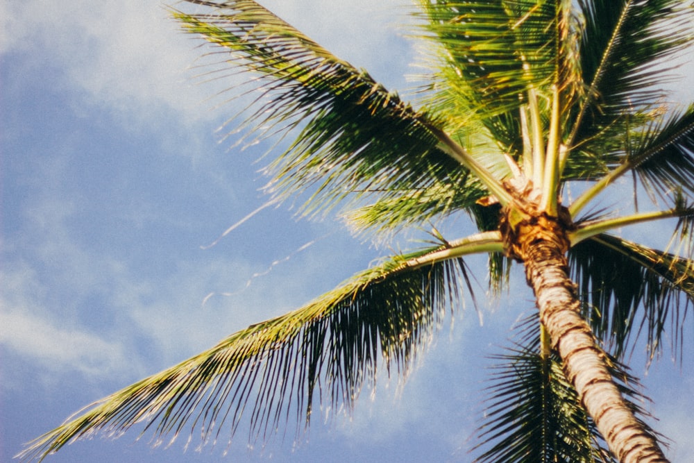 green palm tree under blue sky and white clouds during daytime