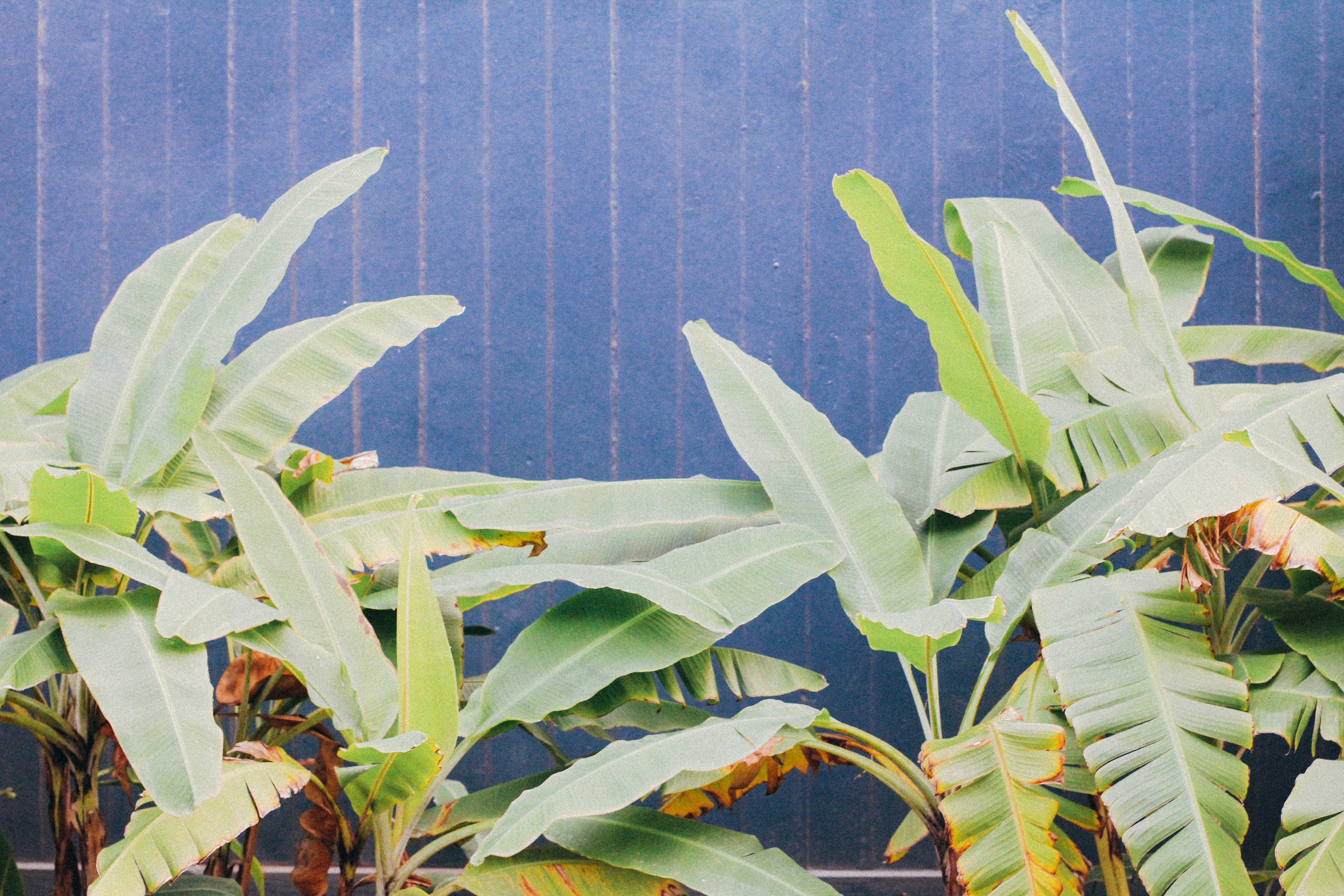 Green plant near blue wall photo Free Hanapepe Image on Unsplash