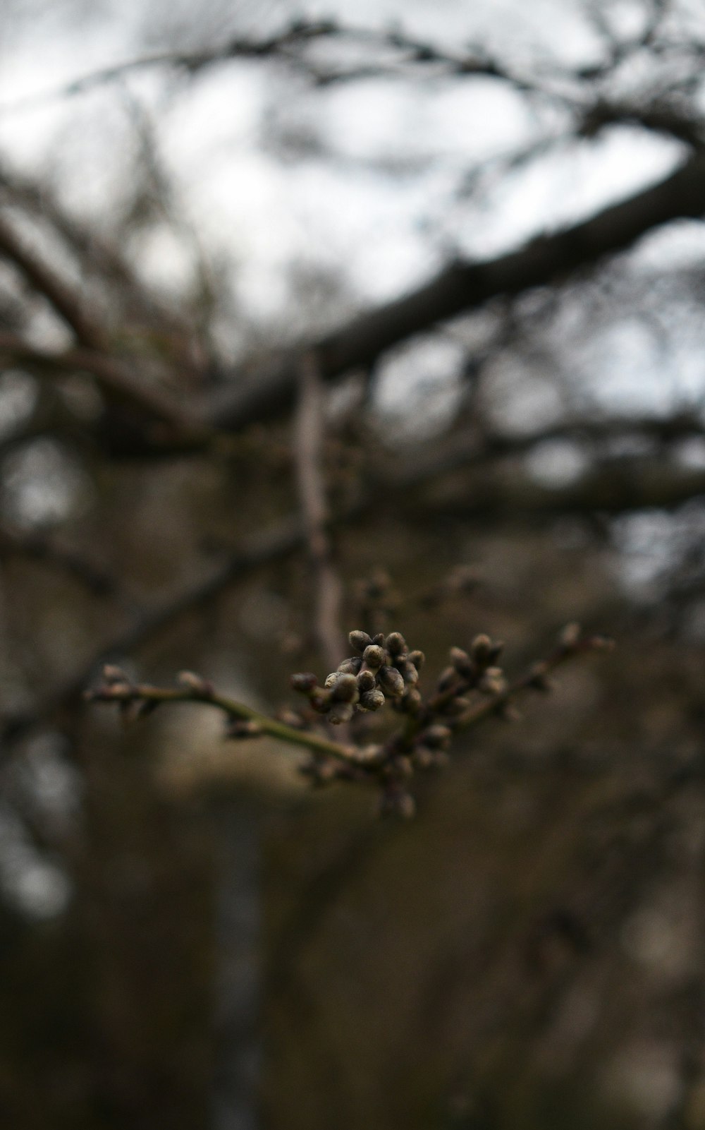 brown dried leaves on tree branch