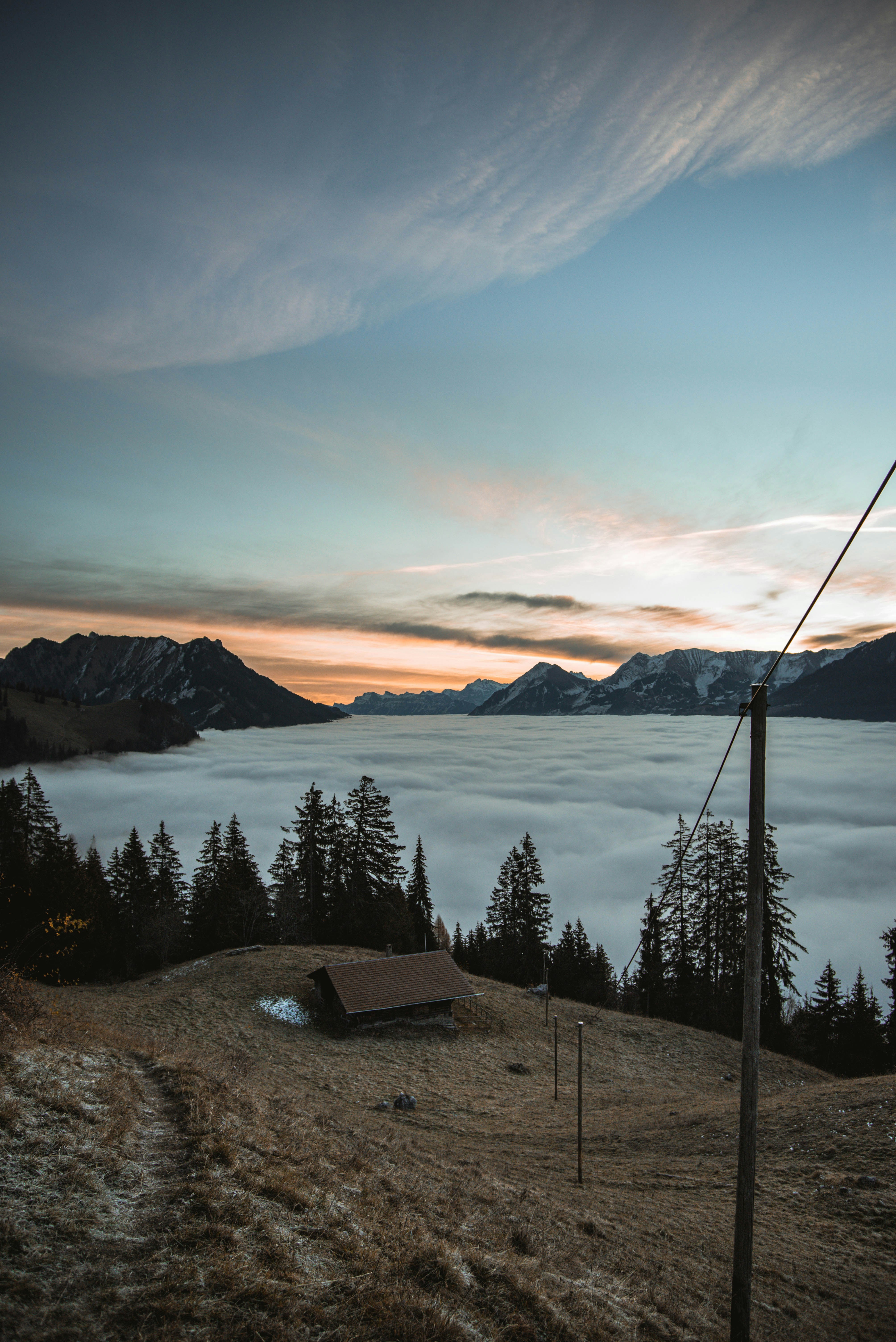 green trees near body of water during daytime