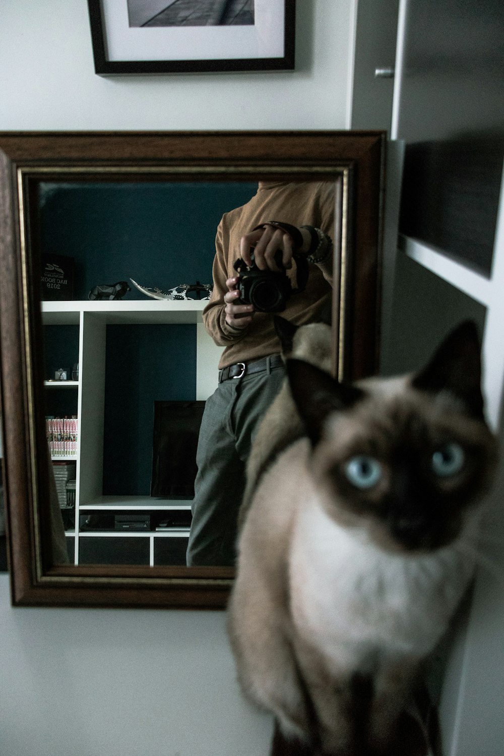 siamese cat on brown wooden table