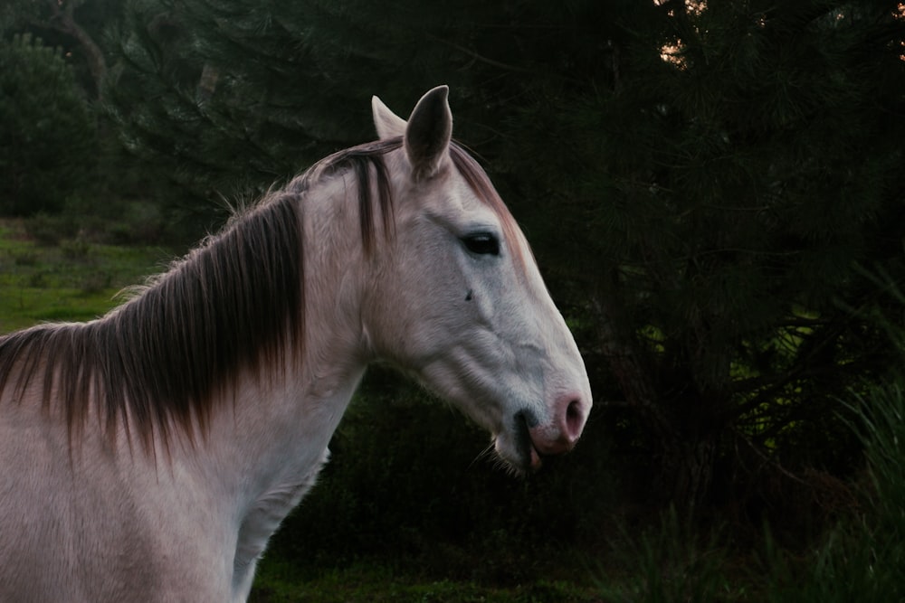 white horse on green grass field during daytime