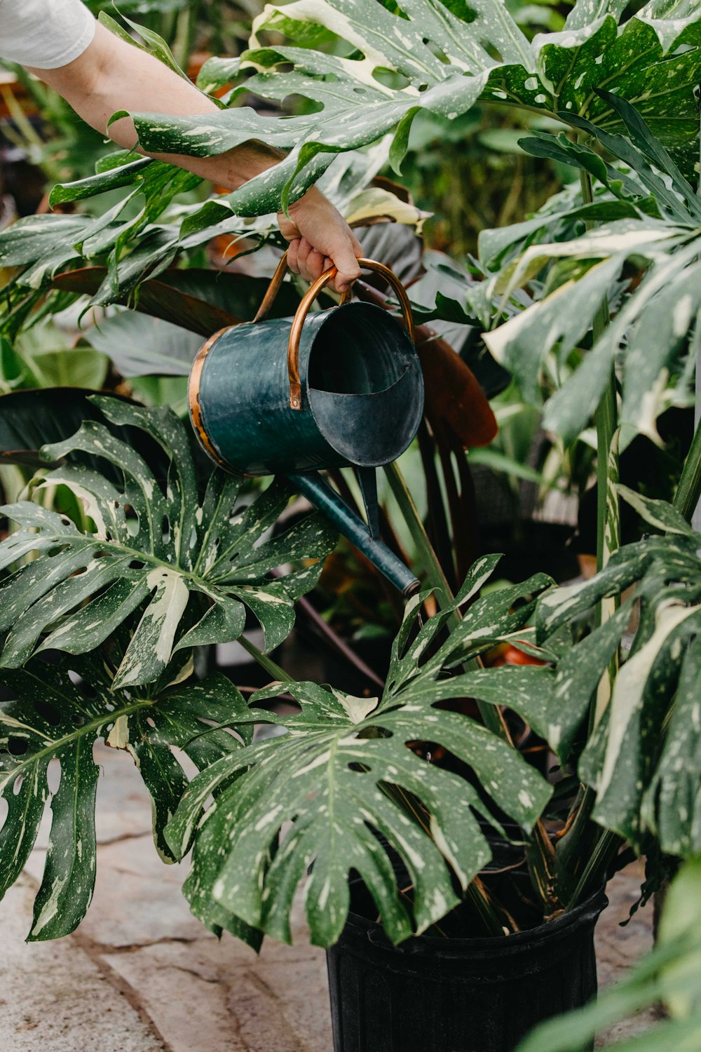 Regadera azul y marrón en planta verde