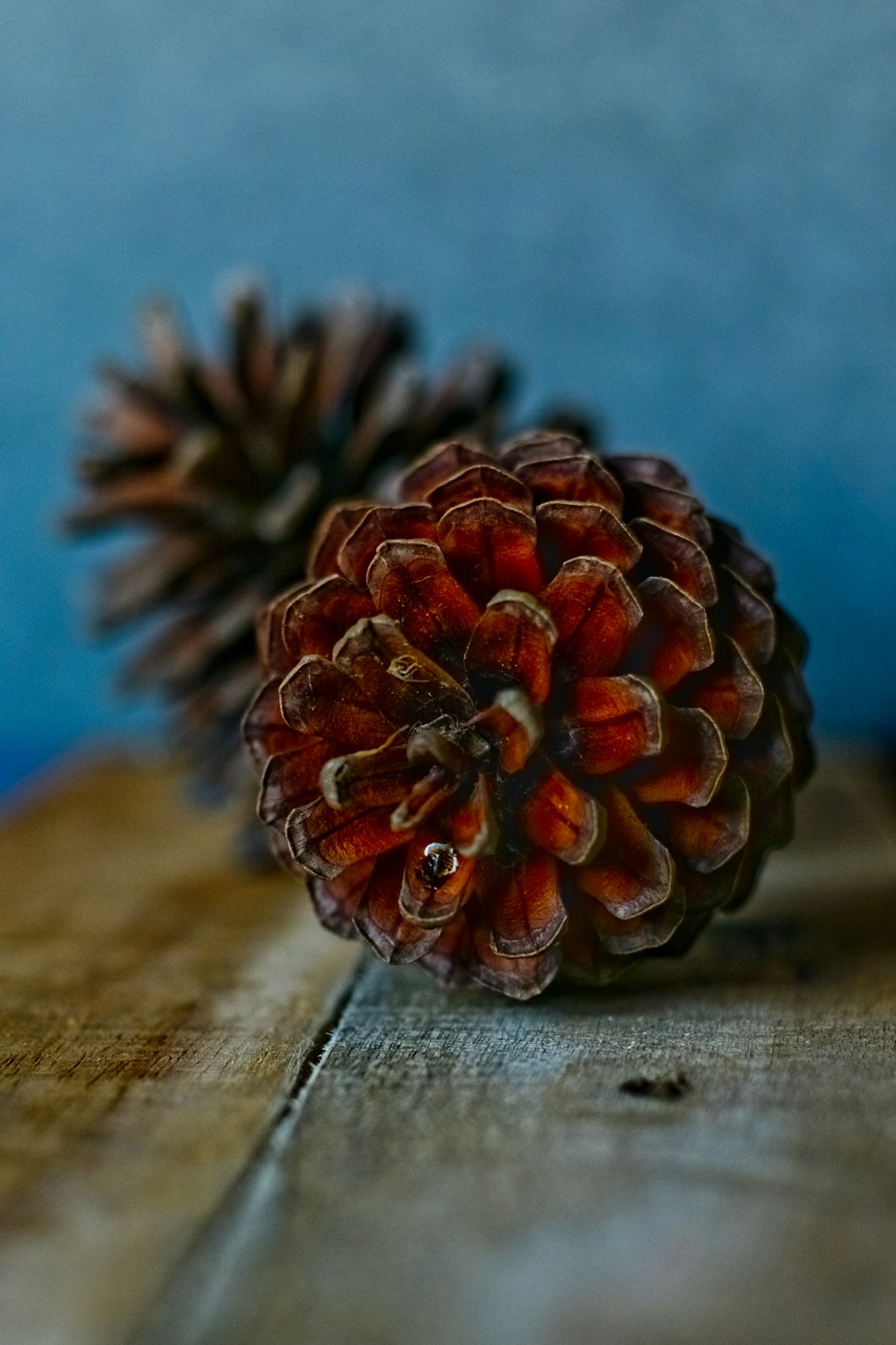 brown pine cone on brown wooden table