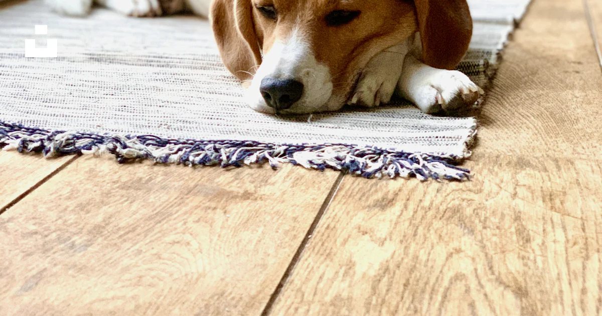 Tricolor beagle lying on area rug photo – Free Brussels Image on Unsplash