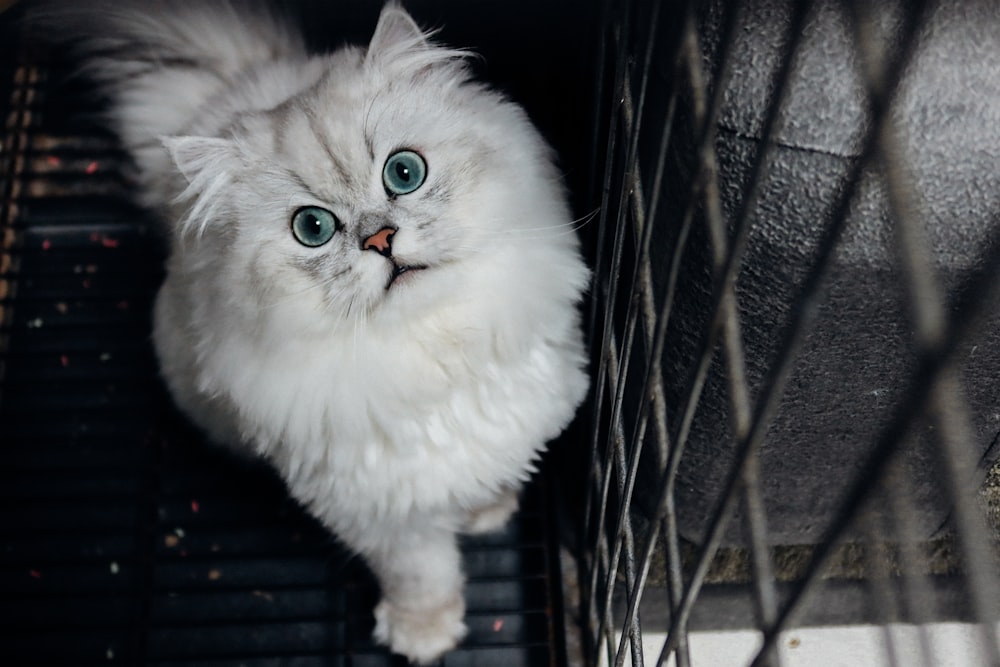 white persian cat on black cage