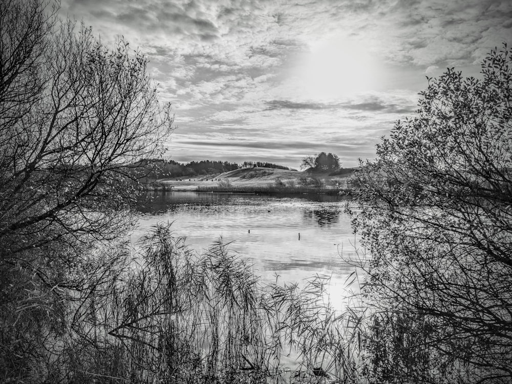 grayscale photo of trees near body of water