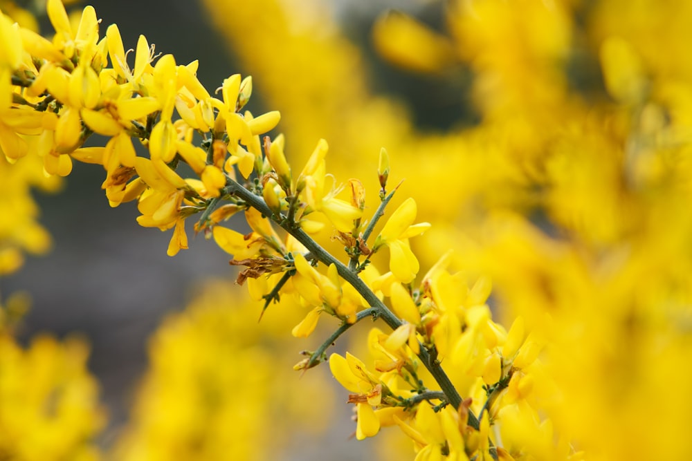 yellow flowers in tilt shift lens