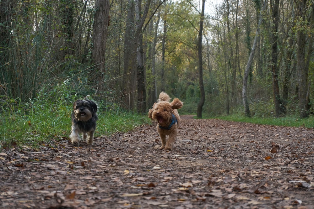 brown and black yorkshire terrier on the forest during daytime