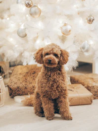 A small, curly-haired brown dog sits in front of a white Christmas tree adorned with silver and gold baubles. Wrapped gifts are placed around the base of the tree on a light-colored floor, creating a festive atmosphere.