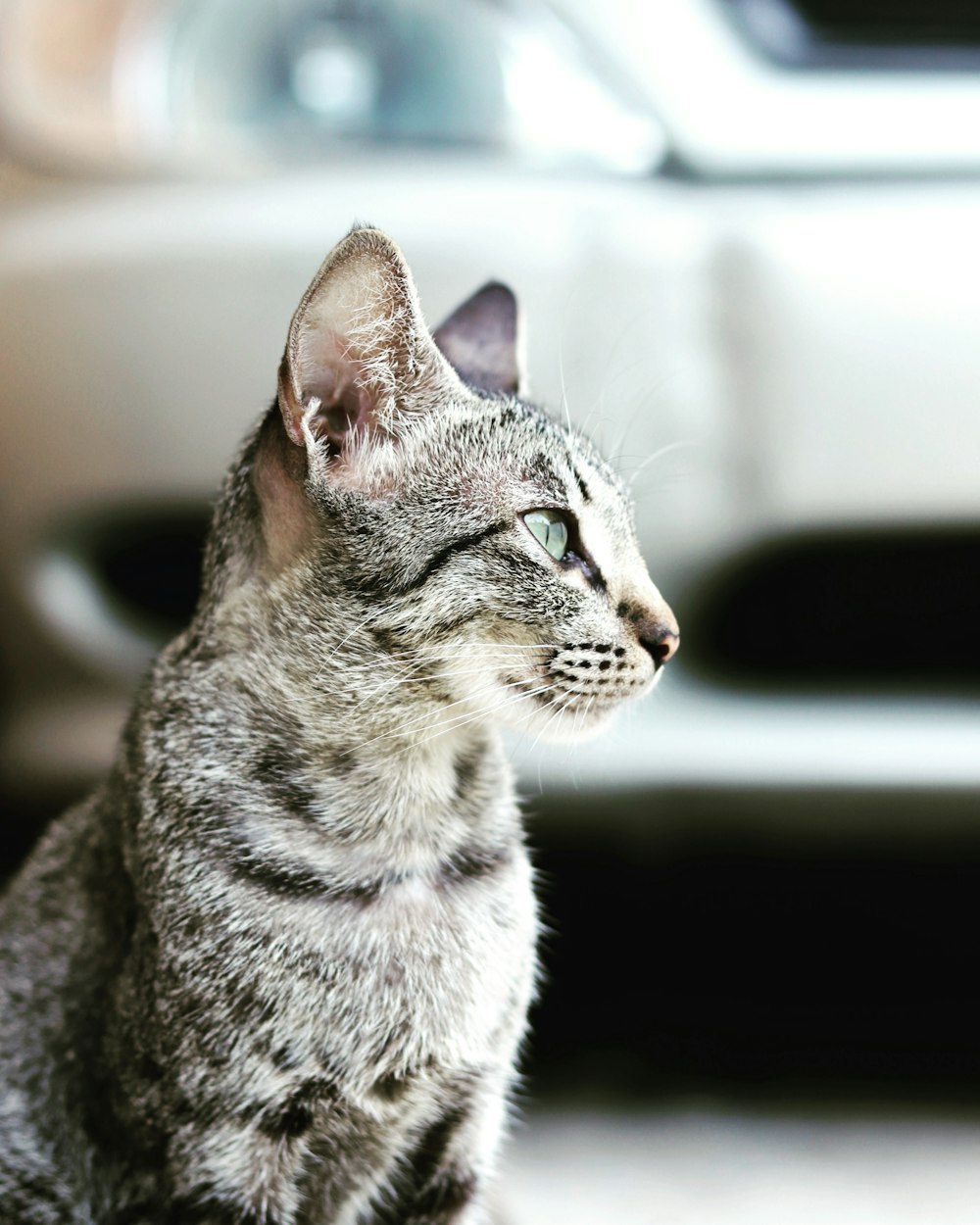 silver tabby cat in tilt shift lens