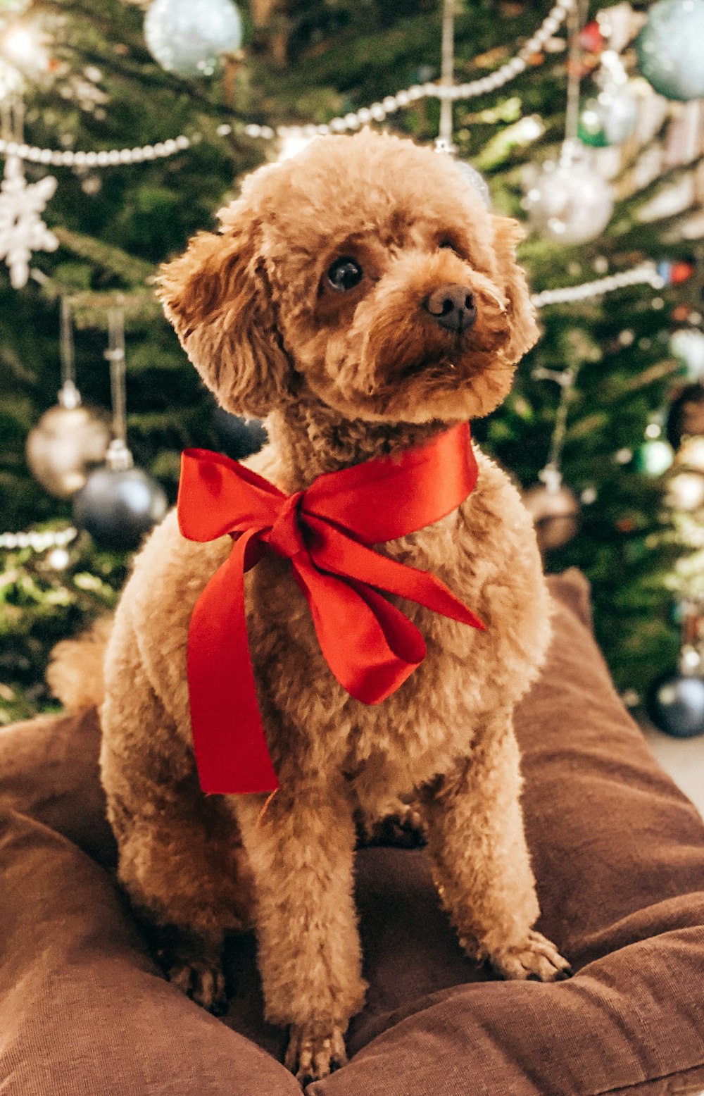 brown poodle with red and white ribbon