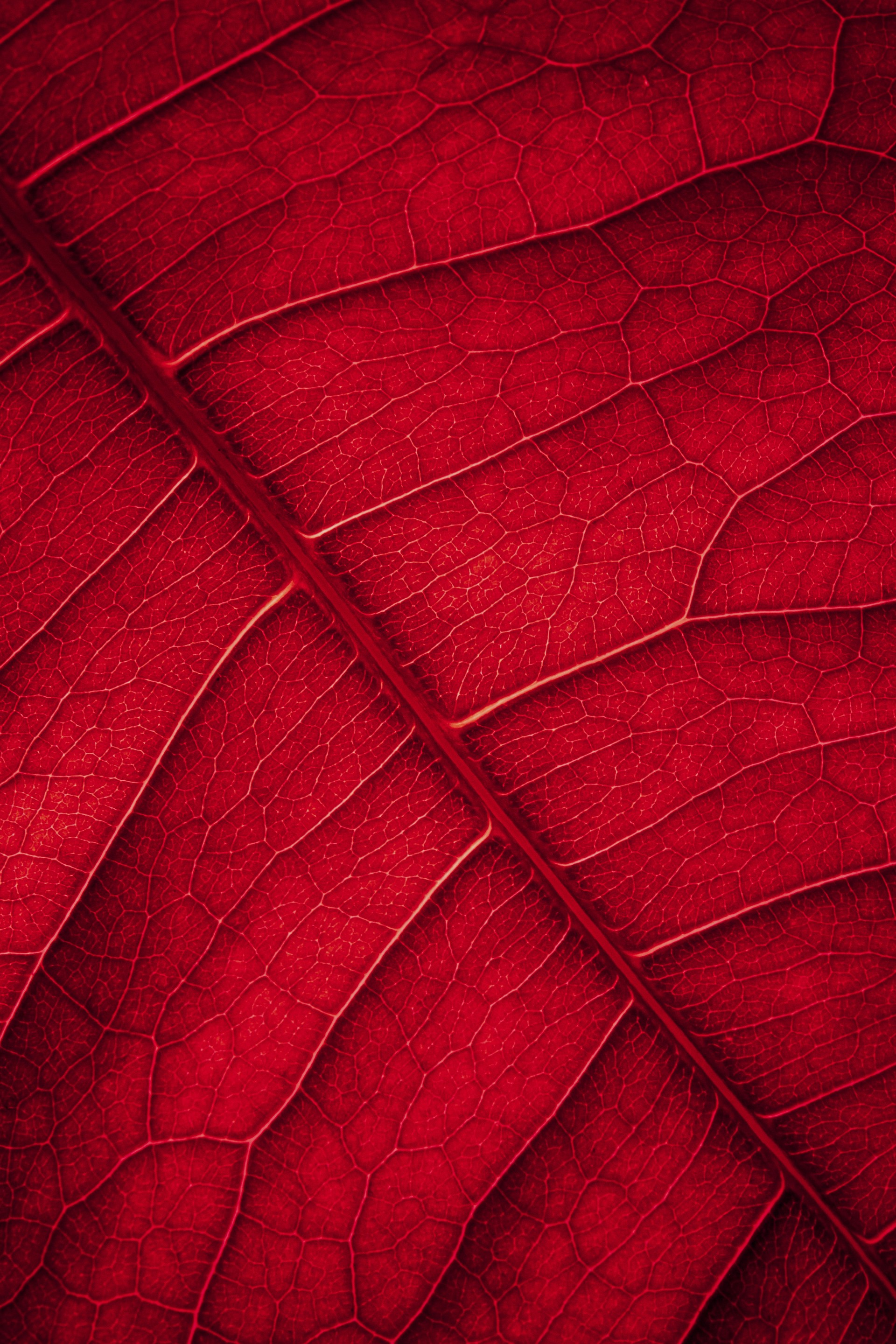 red leaf in close up photography