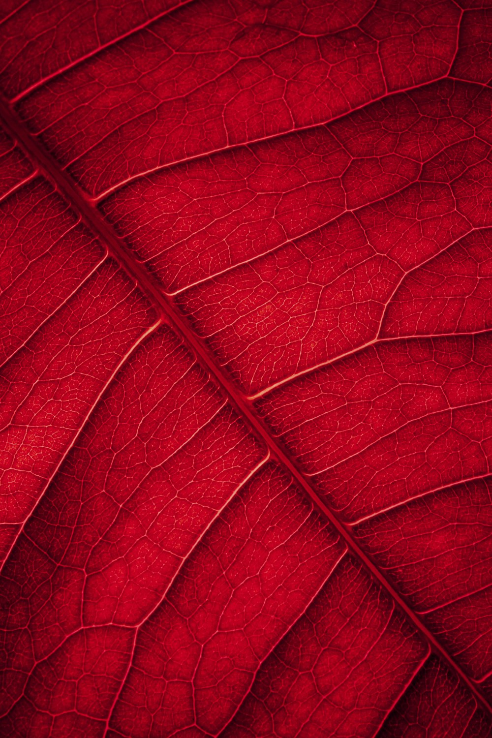 Rotes Blatt in Nahaufnahmen