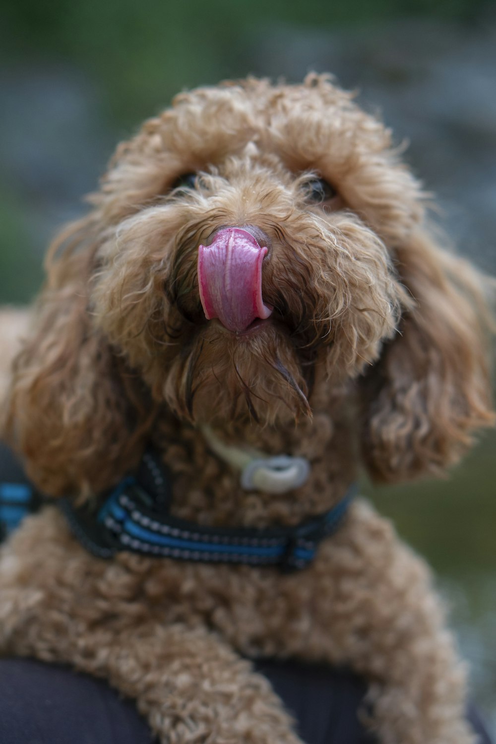 brown long coated small dog