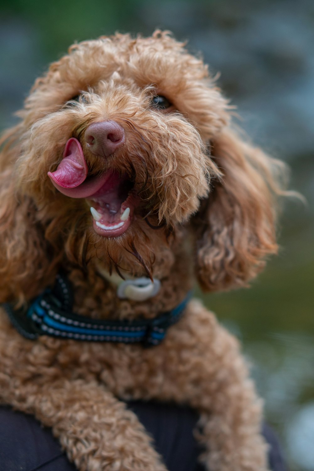 brown long coated small dog