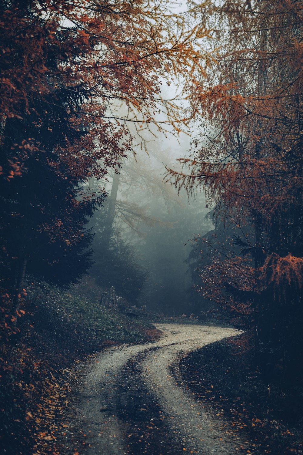 brown trees on gray asphalt road during daytime