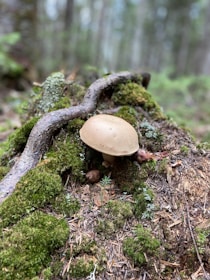 A mushroom grows on a bed of moss and forest floor debris in a wooded area. The surrounding area includes a thick branch covered in moss, with several small plants and pine needles scattered around.