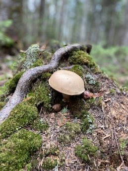 A mushroom grows on a bed of moss and forest floor debris in a wooded area. The surrounding area includes a thick branch covered in moss, with several small plants and pine needles scattered around.