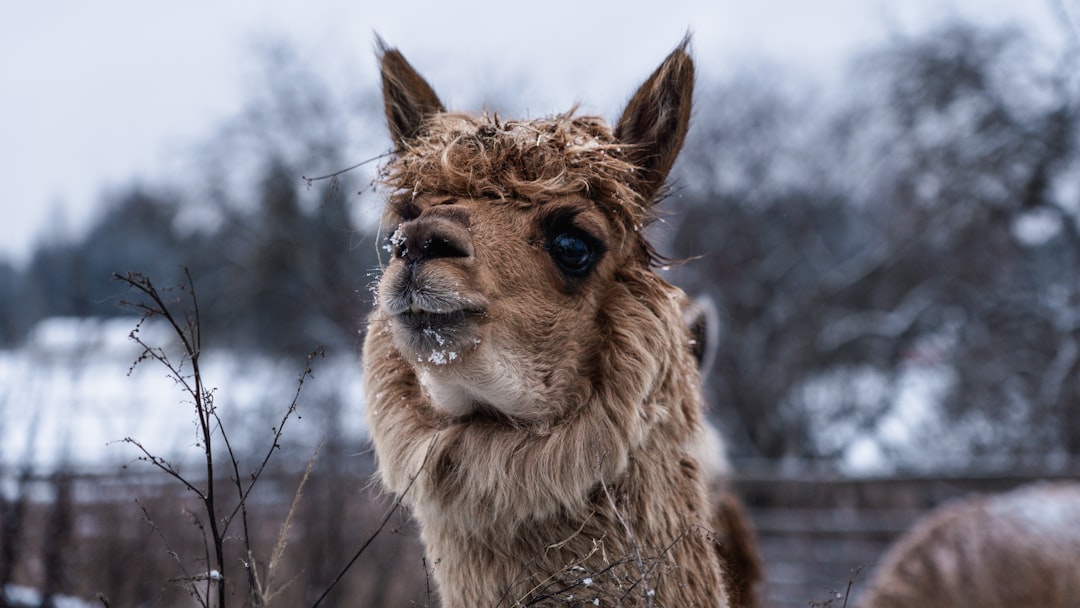 brown llama in tilt shift lens