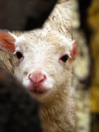A young lamb with soft, white wool peers through a narrow opening. Its large, dark eyes and pink nose are prominently visible. The lamb's ears are perked up, adding to its curious and innocent expression. The background is blurred, drawing focus to the lamb's face.