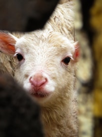 A young lamb with soft, white wool peers through a narrow opening. Its large, dark eyes and pink nose are prominently visible. The lamb's ears are perked up, adding to its curious and innocent expression. The background is blurred, drawing focus to the lamb's face.