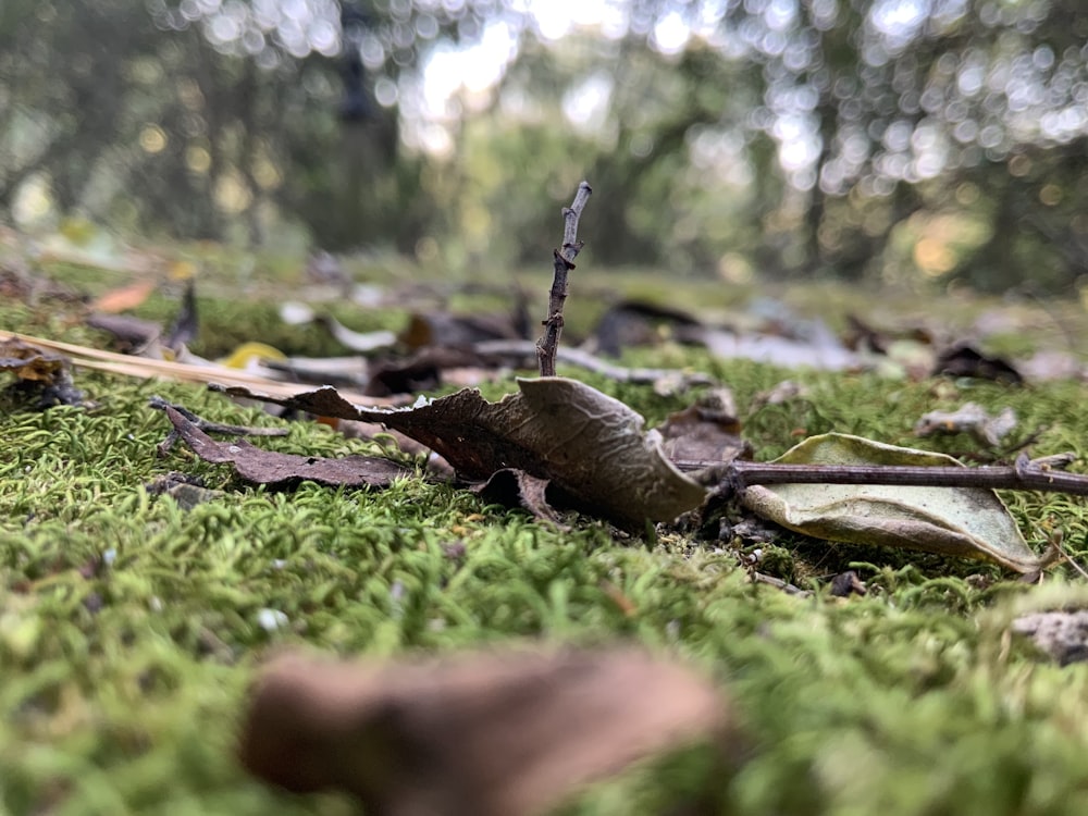 brown dried leaf on green grass during daytime