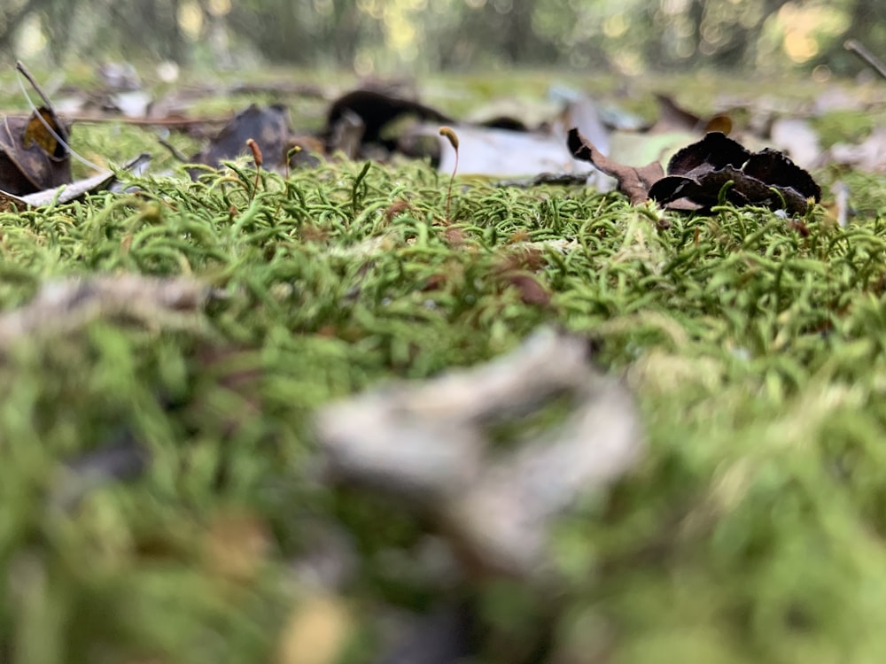 black and white birds on green grass during daytime