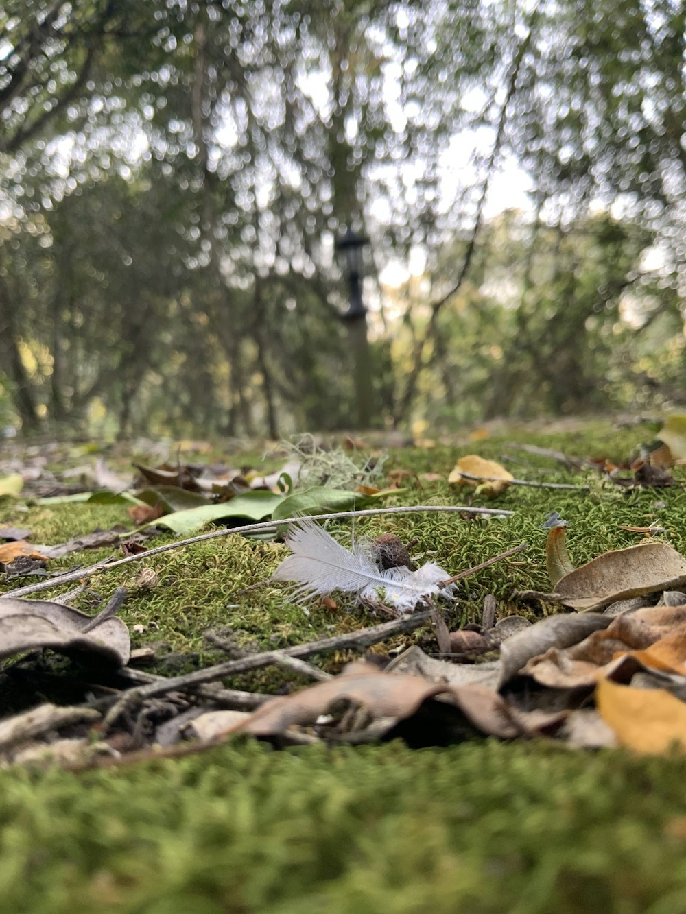 brown dried leaves on ground during daytime