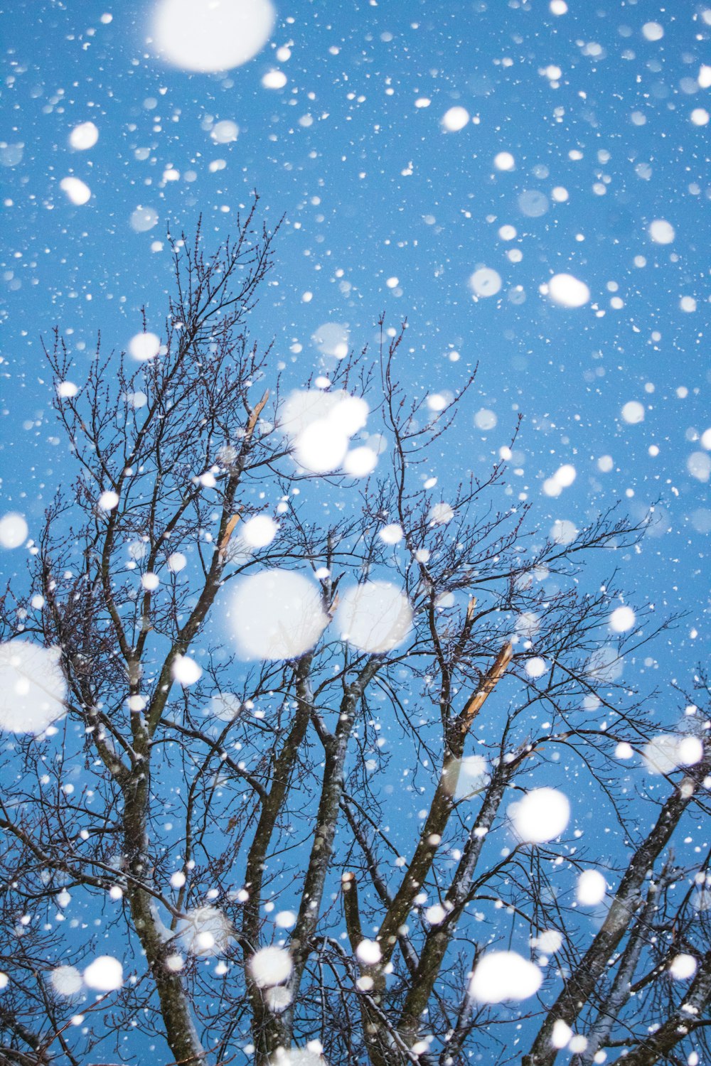 white and blue balloons on bare tree