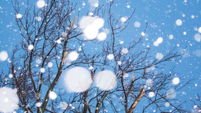 Snow-Flakes