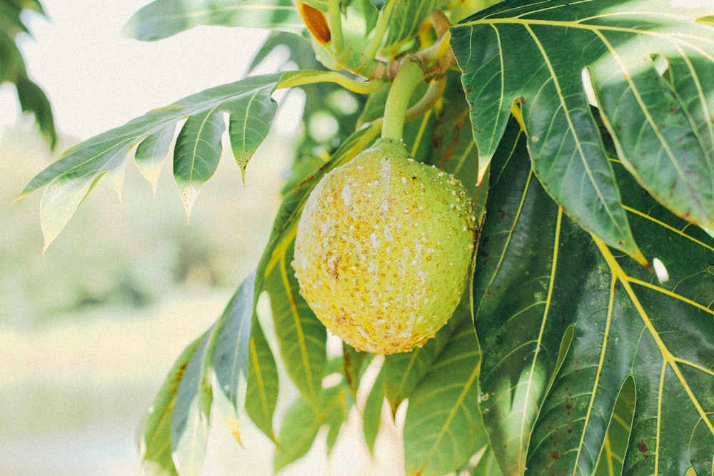 green fruit on tree during daytime