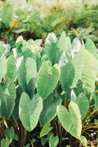 green and white leaves plant