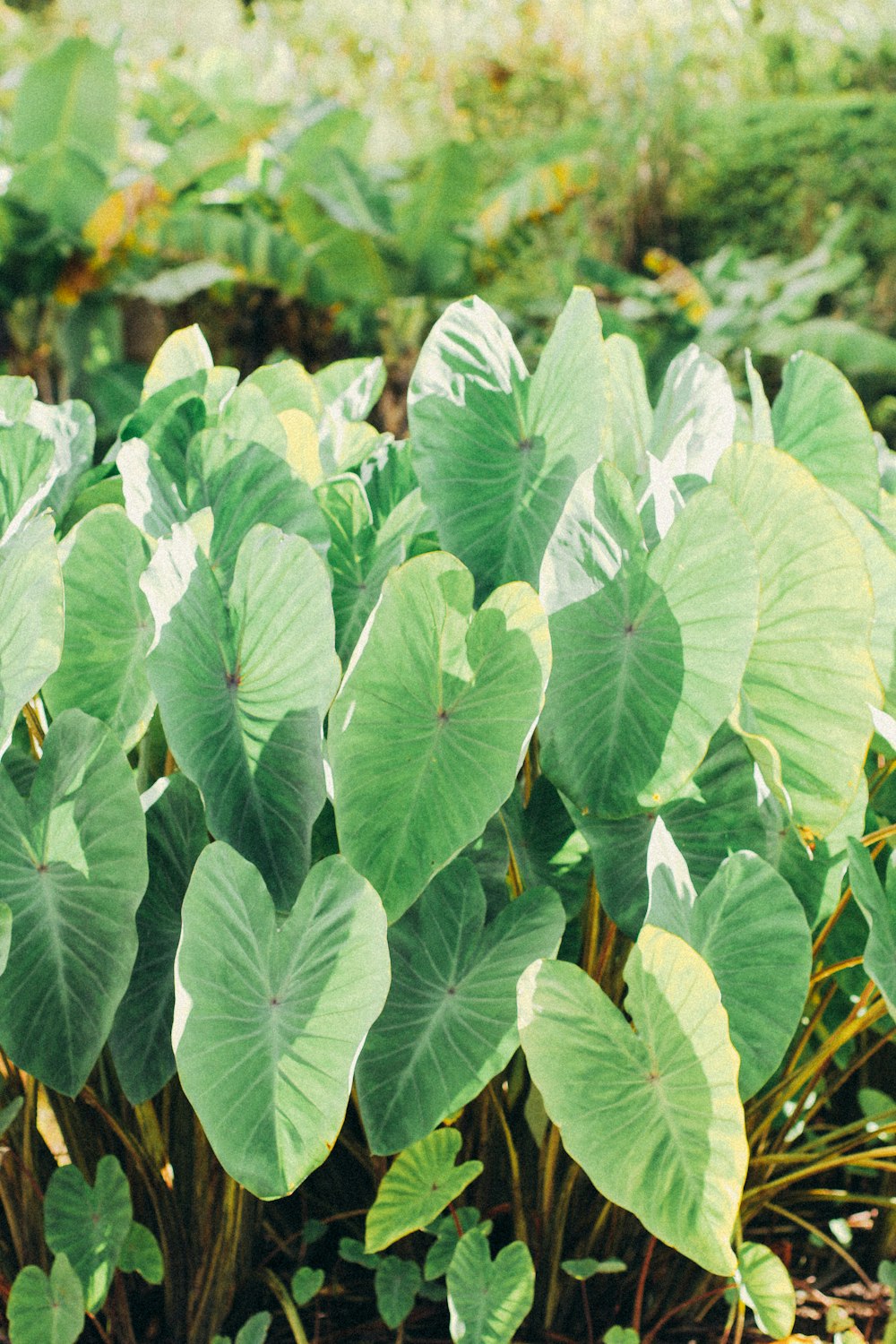 green and white leaves plant