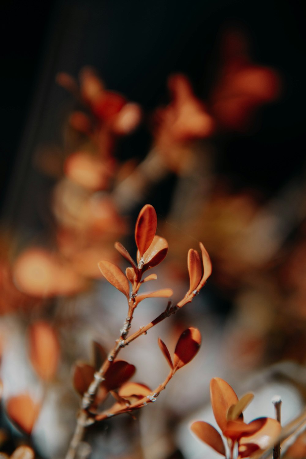 red leaves in tilt shift lens