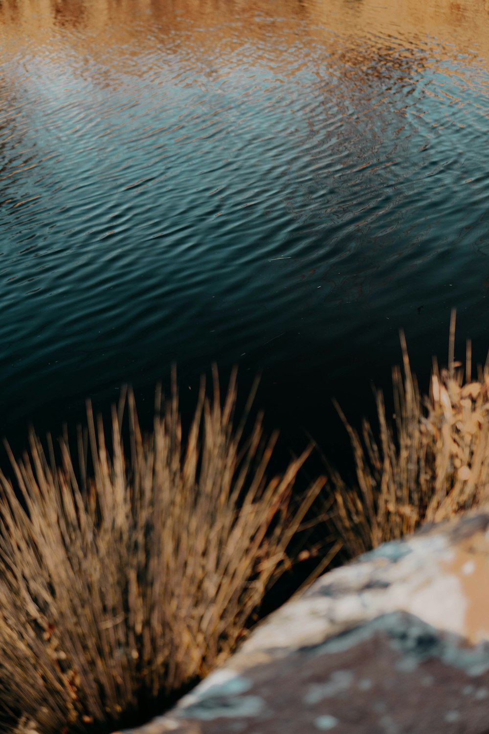 brown grass beside body of water