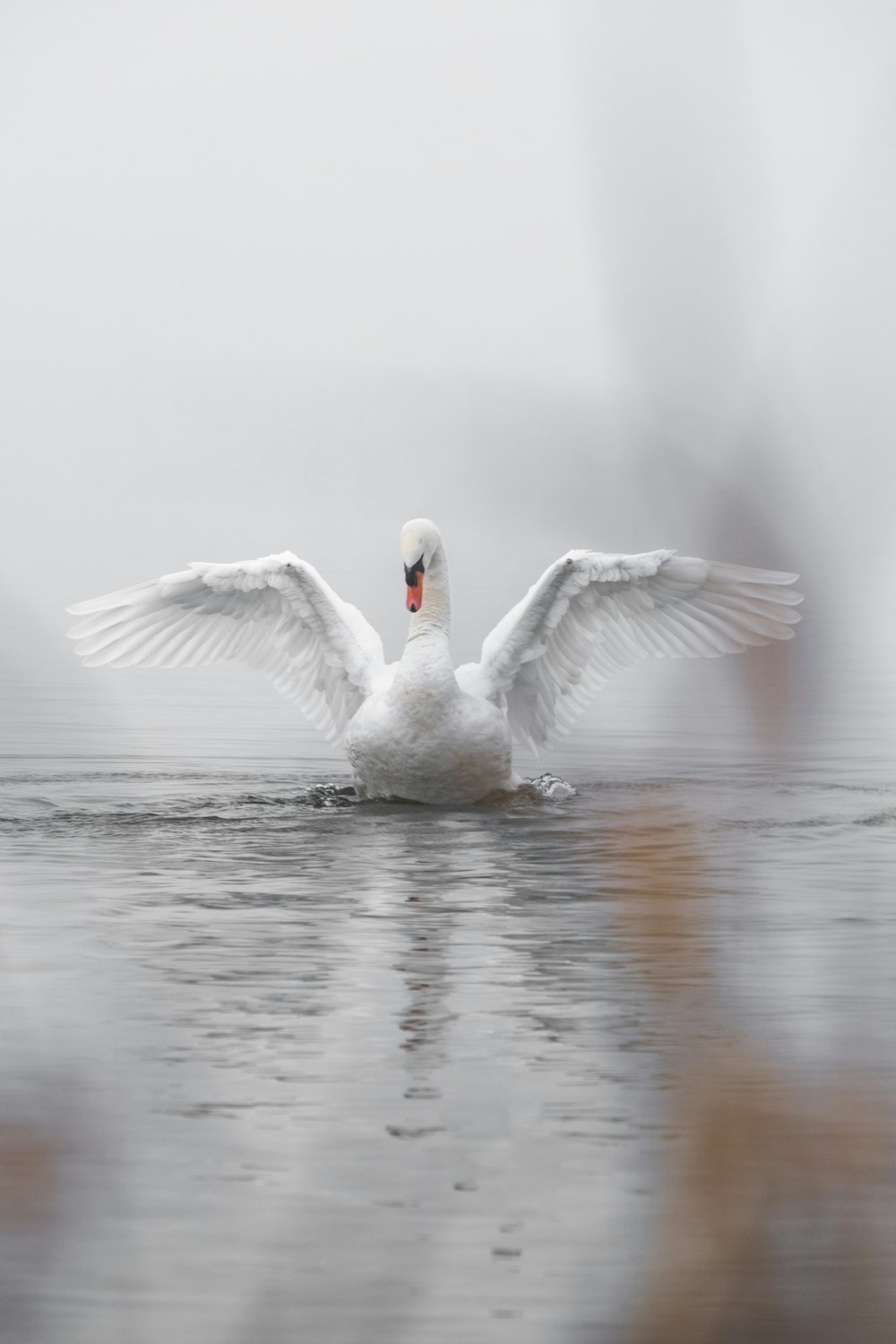 white swan on water during daytime