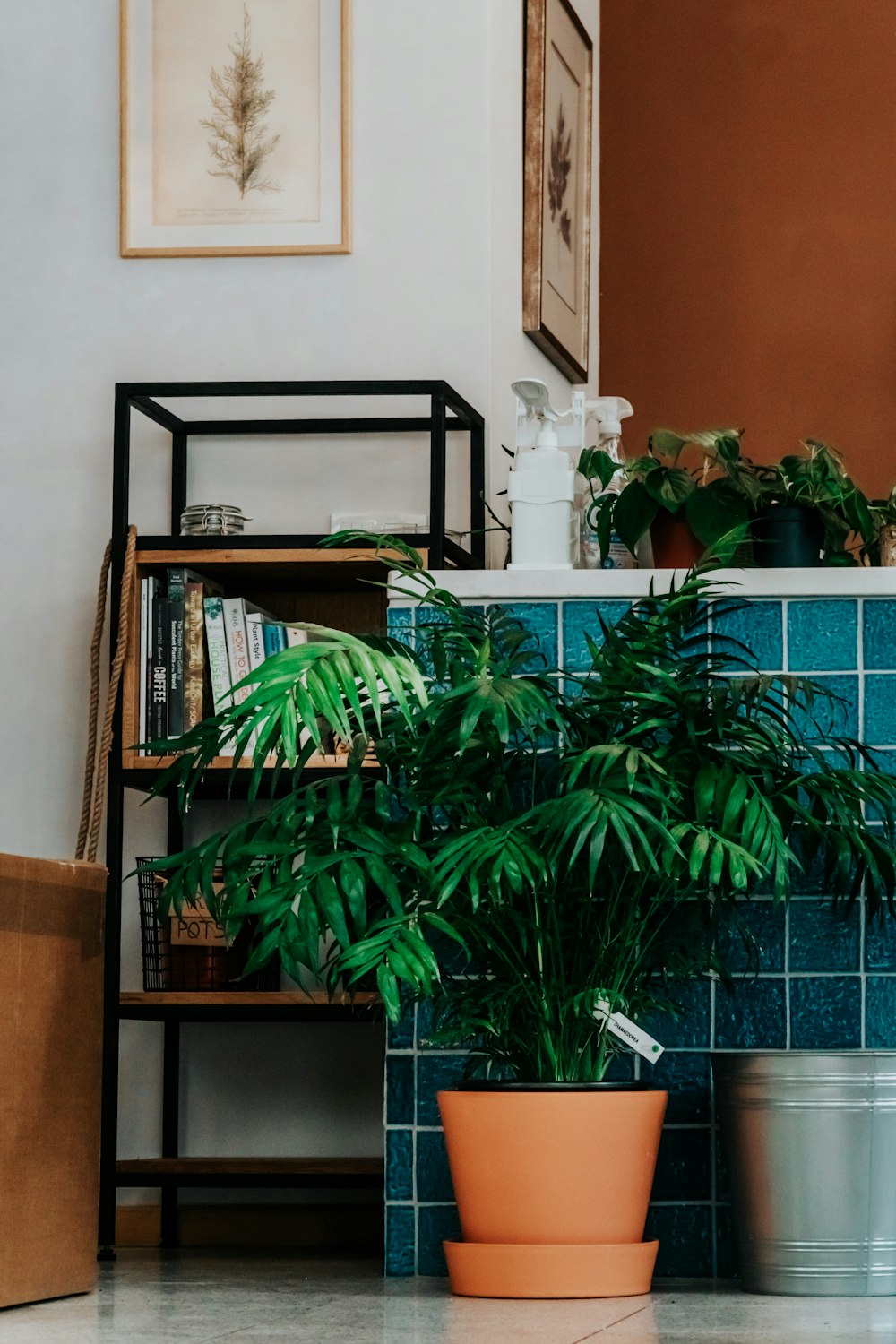 green indoor plant beside brown wooden table