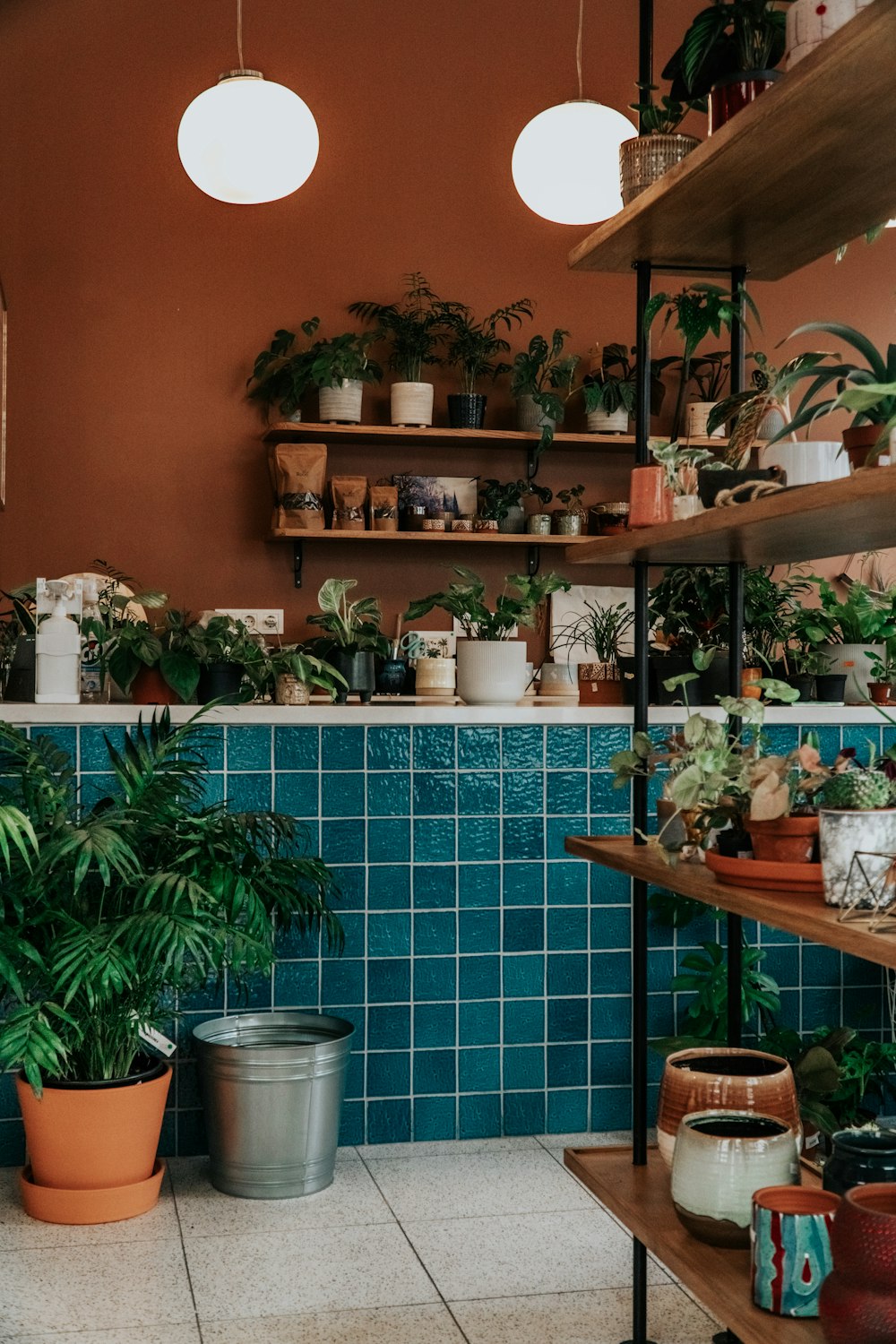 green potted plants on brown wooden shelf